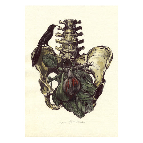 Original FRUIT ANATOMY I
