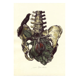 Original FRUIT ANATOMY I